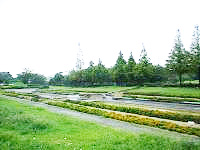 名古屋市港区荒子川公園のラベンダー園