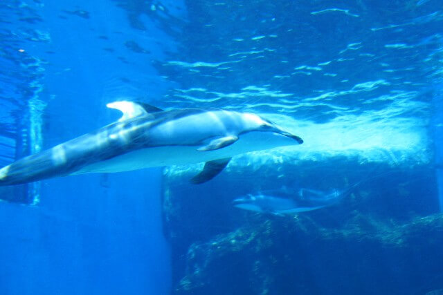 名古屋港水族館の水中のシャチ