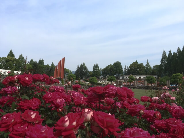 伊丹市の薔薇園