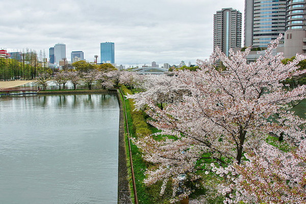 桜宮神社と後ろに聳え立つマンション
